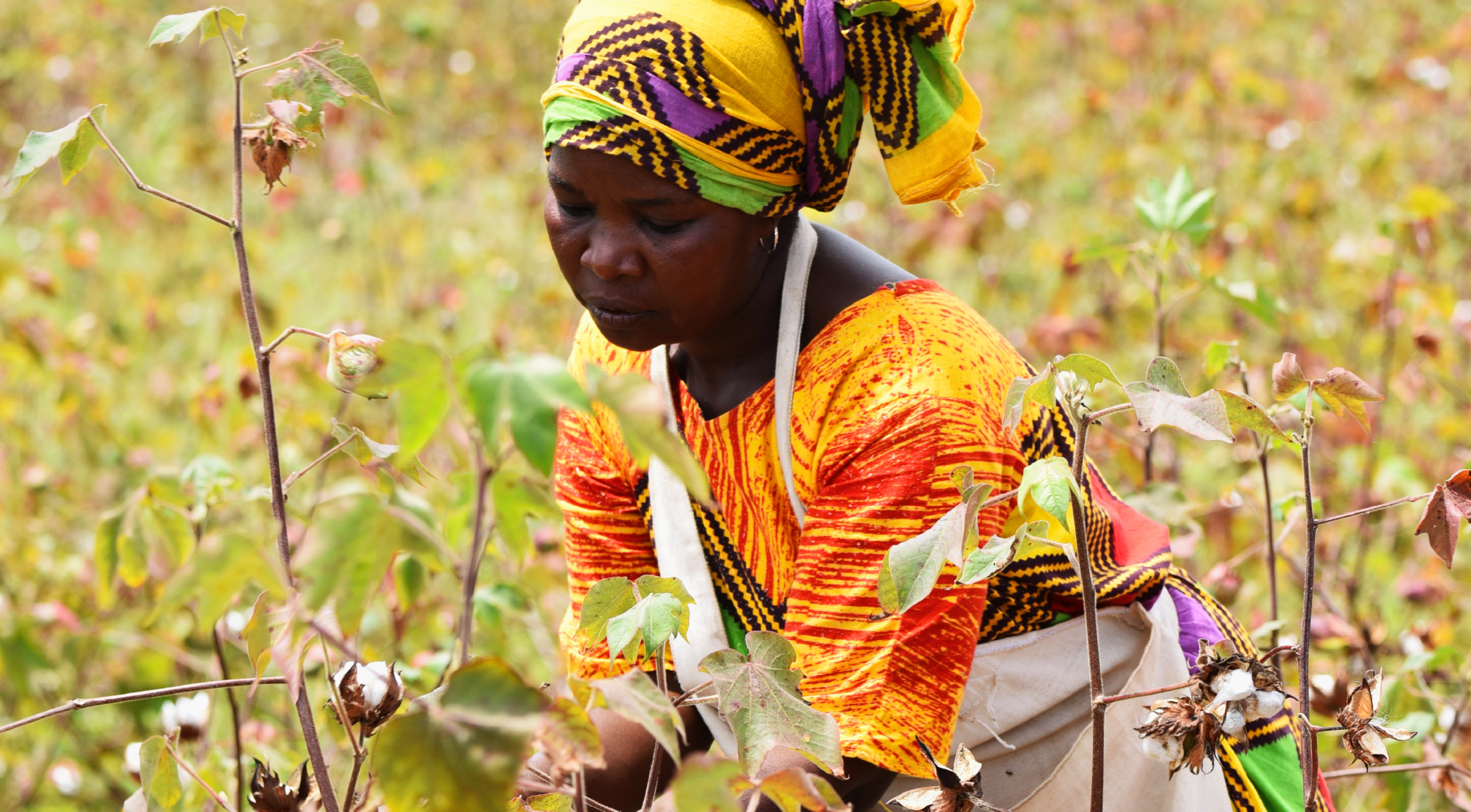 Brazil's Expertise to Boost East Africa Cotton Farming – UNOSSC