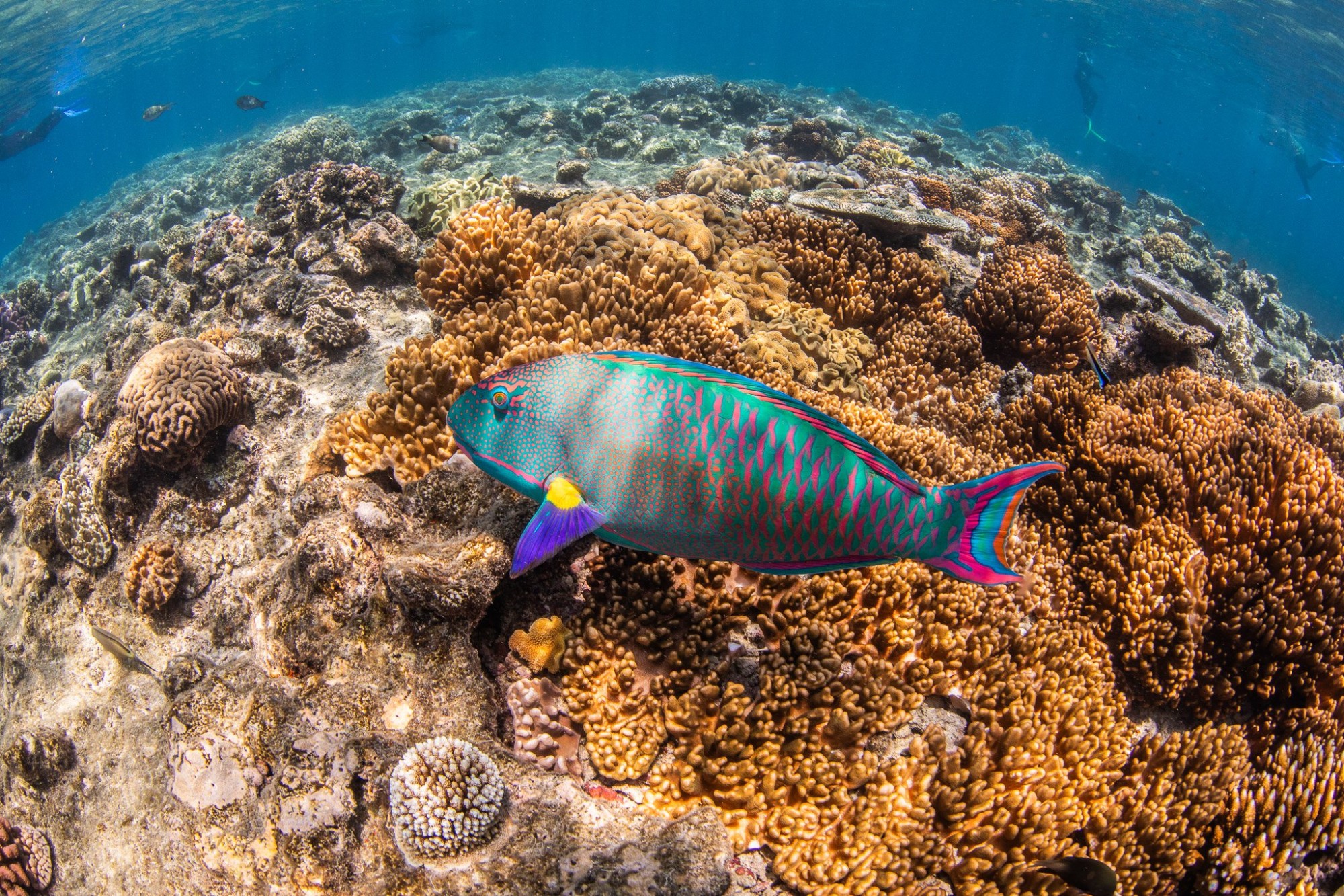Update: Citizens of the Great Barrier Reef - Cotton on Group